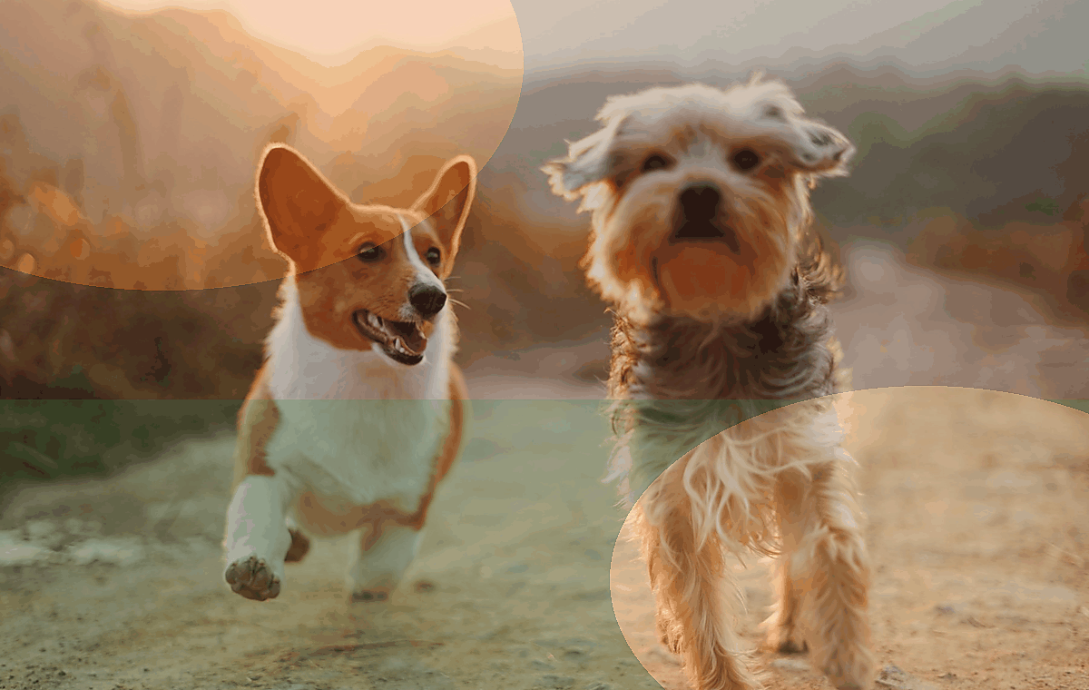 Animais exemplo 3